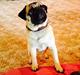 Mops Sille