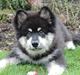 Finsk lapphund Zaki