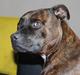 Staffordshire bull terrier Argo