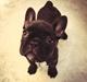 Fransk bulldog Dex
