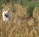 Akita inu Nara
