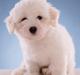 Coton de tulear Napoleon Louis