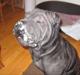 Shar pei Luna