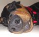 Tysk pinscher Didi