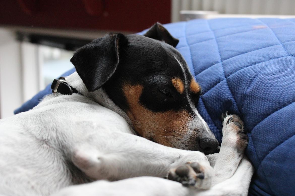 Dansk svensk gaardhund Freja - Puttegris<3 billede 5