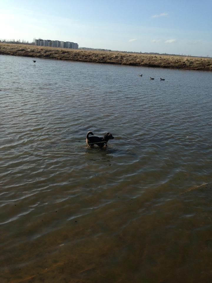 Blanding af racer Samson *FlamBamse* billede 17