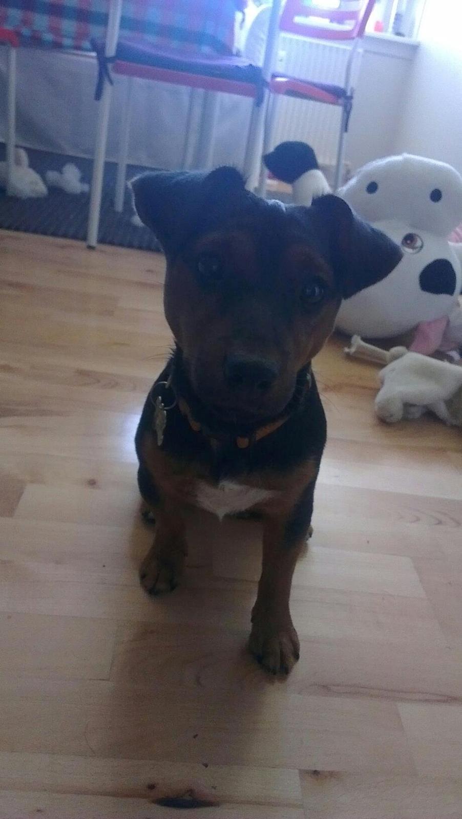 Blanding af racer Samson *FlamBamse* billede 18