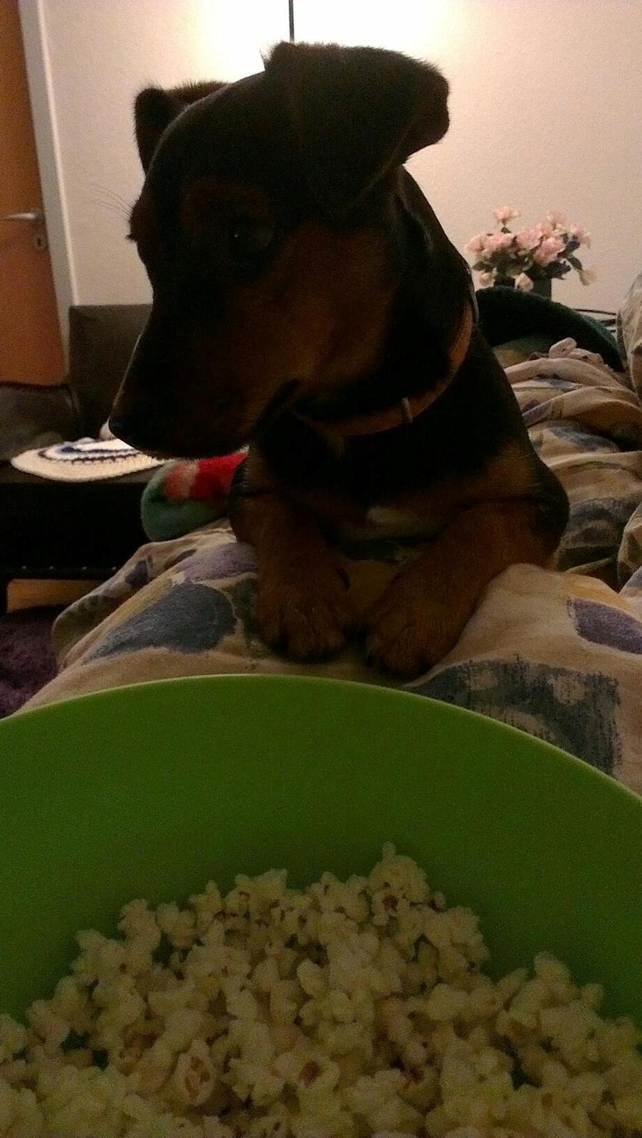 Blanding af racer Samson *FlamBamse* billede 19