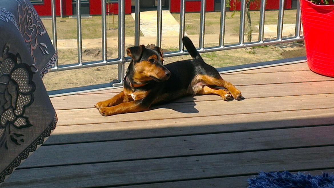 Blanding af racer Samson *FlamBamse* billede 20