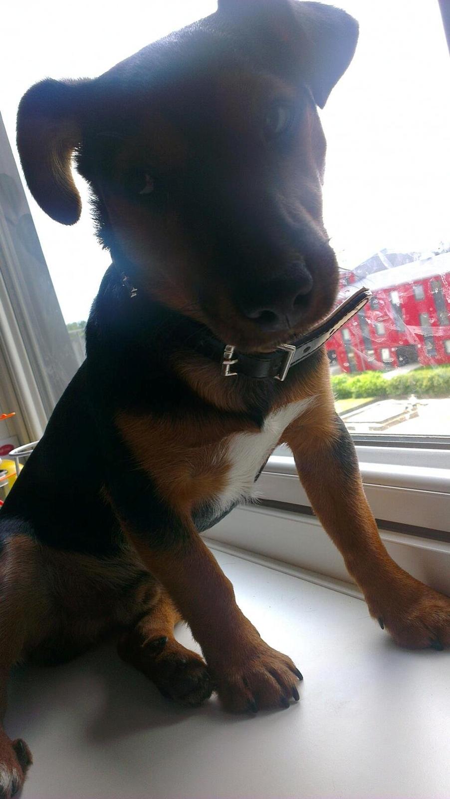 Blanding af racer Samson *FlamBamse* billede 22