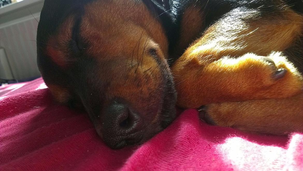 Blanding af racer Samson *FlamBamse* billede 23