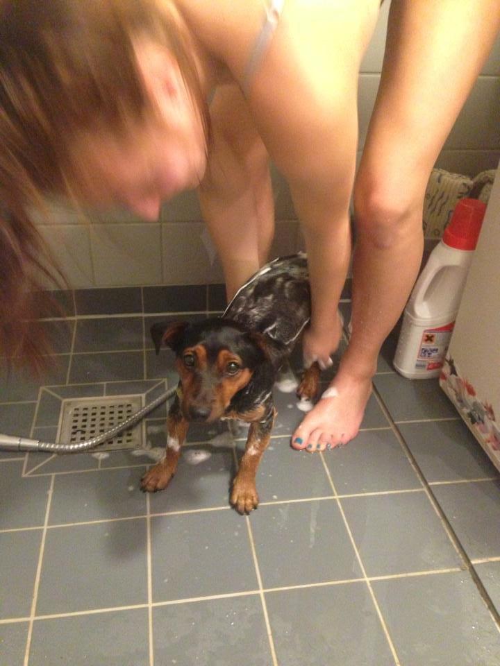 Blanding af racer Samson *FlamBamse* billede 24