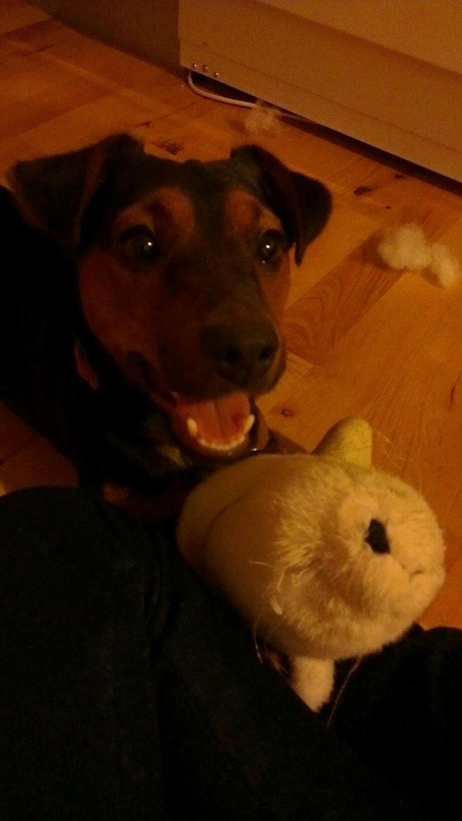 Blanding af racer Samson *FlamBamse* billede 25