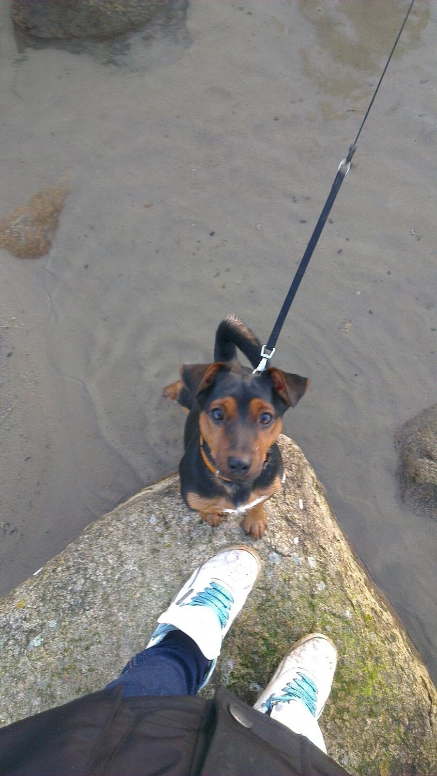 Blanding af racer Samson *FlamBamse* billede 26