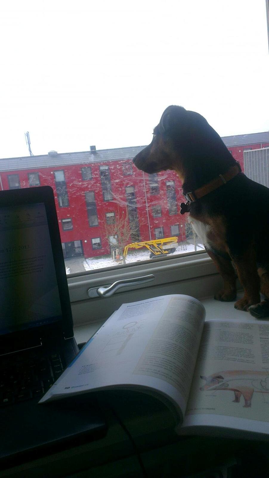 Blanding af racer Samson *FlamBamse* billede 27