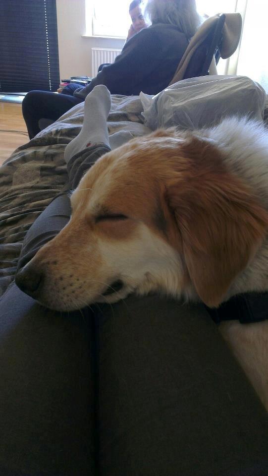 Blanding af racer Beli (solgt) - Beli er rigtig træt efter en tur til stranden :) billede 2