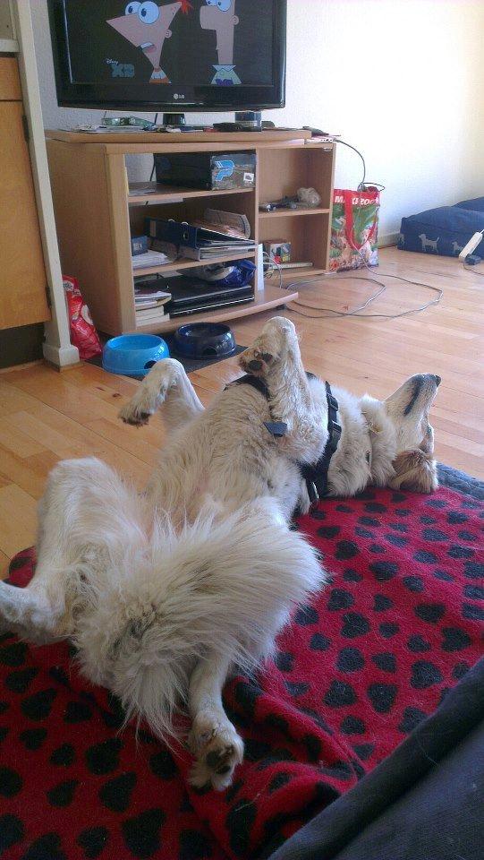 Blanding af racer Beli (solgt) - Beli nyder rigtig livet i DK billede 3