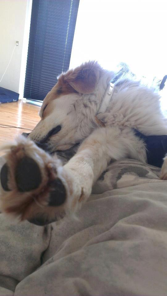 Blanding af racer Beli (solgt) billede 4