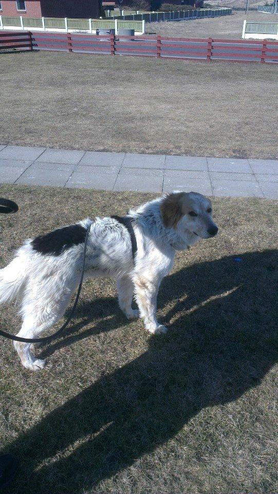 Blanding af racer Beli (solgt) - Klar til en gåtur :) billede 6