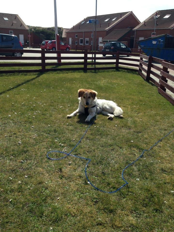 Blanding af racer Beli (solgt) billede 7