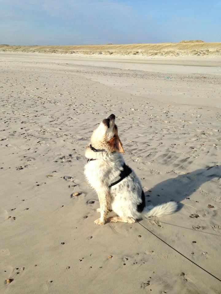 Blanding af racer Beli (solgt) - Hyler på stranden :)
Vores lille ulvehund :) billede 8