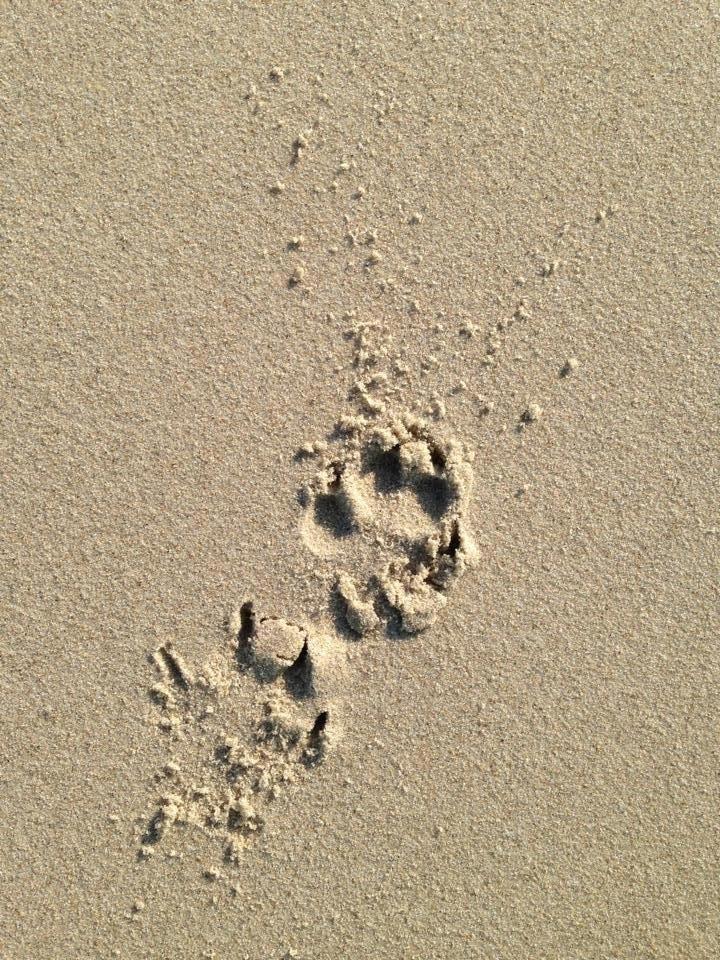 Blanding af racer Beli (solgt) - Beli's bagpoteaftryk i sandet :) billede 9