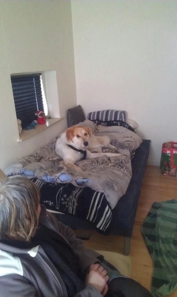 Blanding af racer Beli (solgt) billede 10