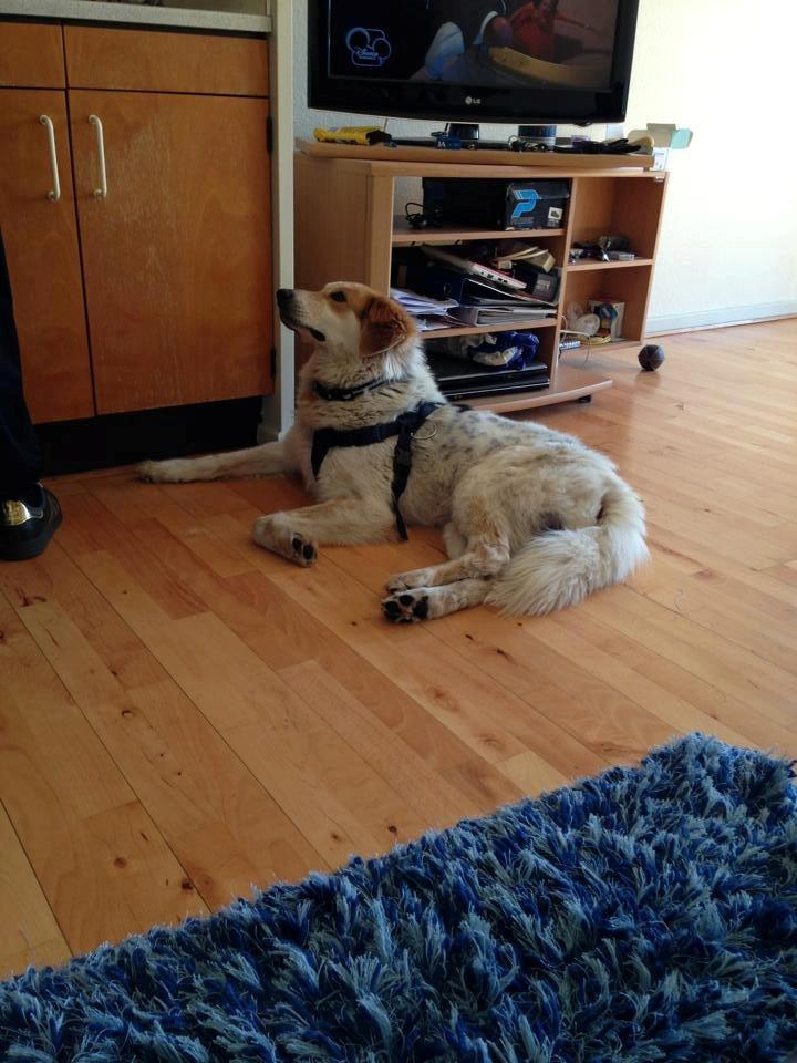 Blanding af racer Beli (solgt) - Venter på mad :) billede 12