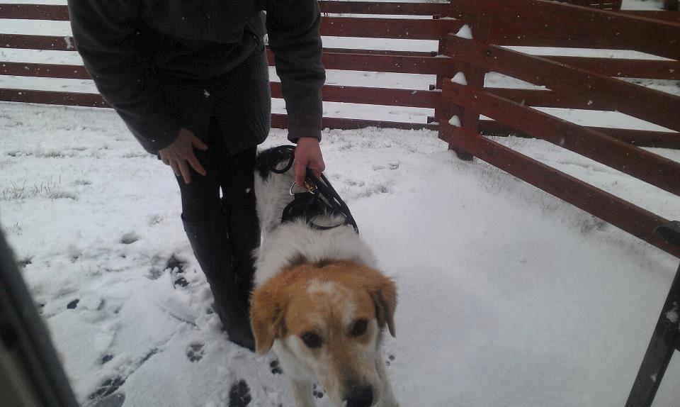 Blanding af racer Beli (solgt) - Klar til gåtur i sneen :) billede 14