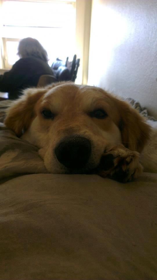 Blanding af racer Beli (solgt) - Hyggebillede :) billede 15