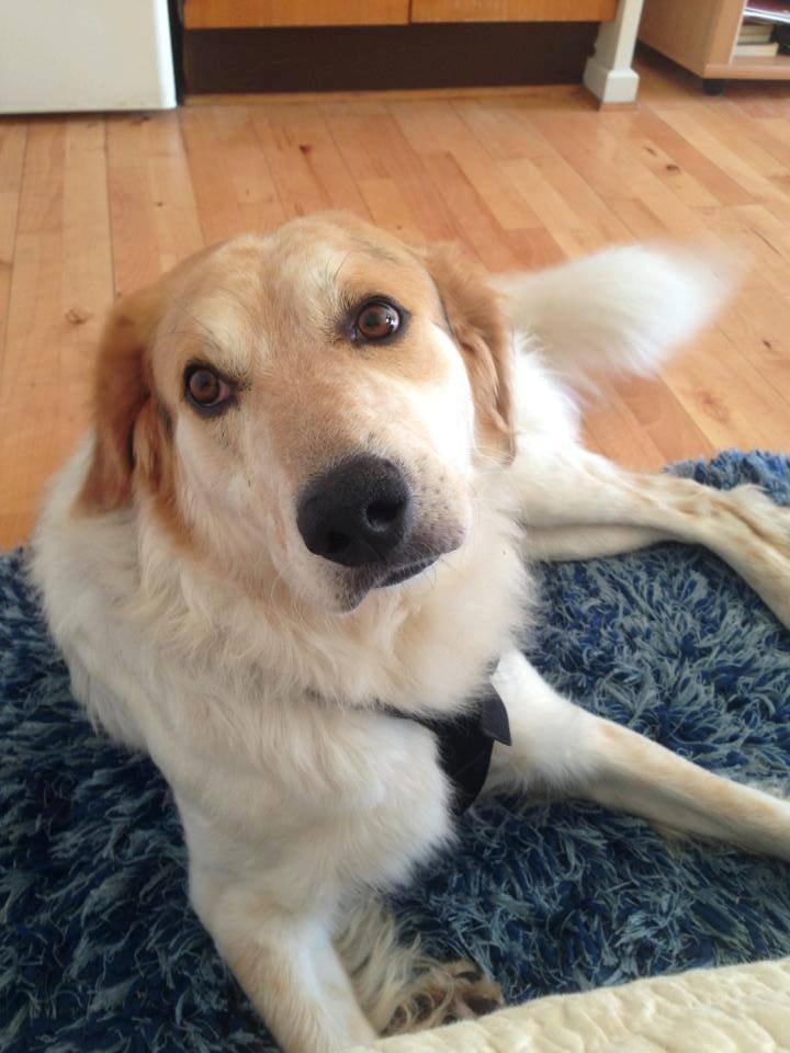 Blanding af racer Beli (solgt) billede 16