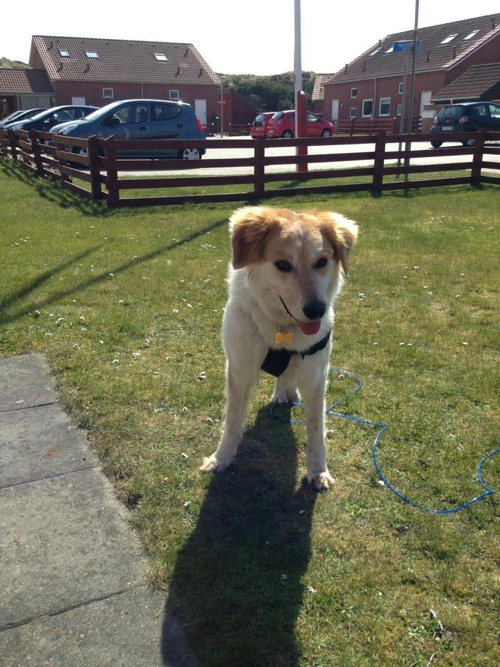 Blanding af racer Beli (solgt) billede 18