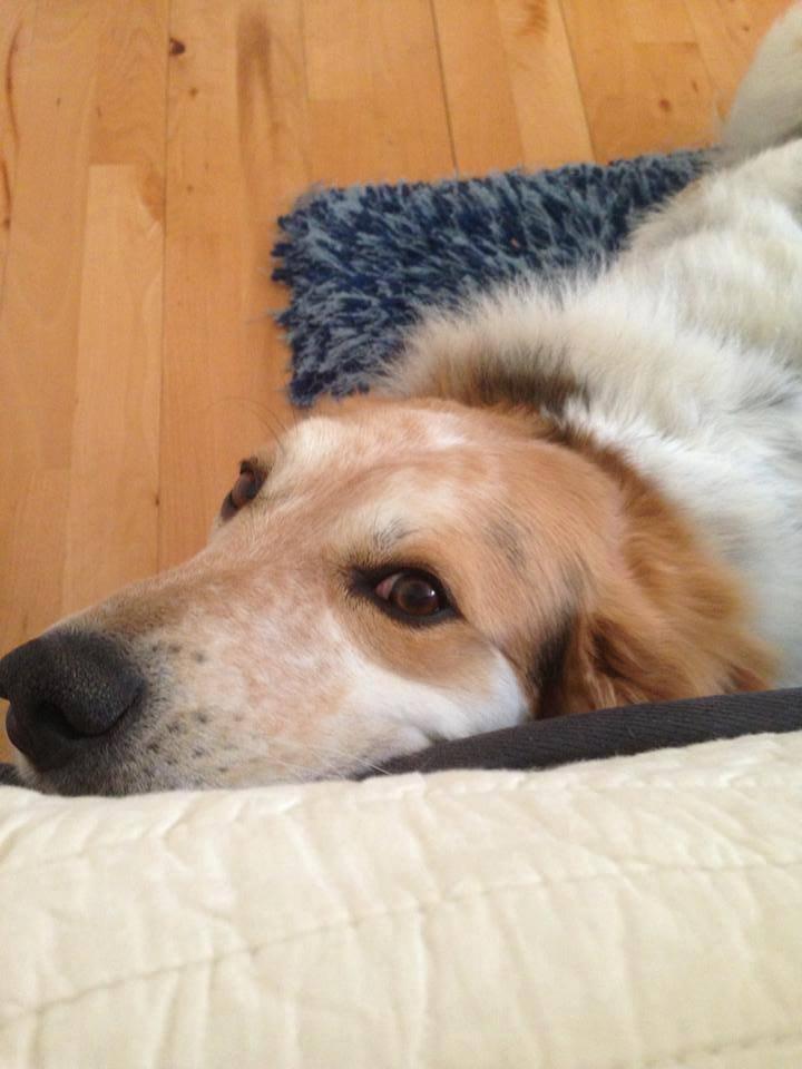 Blanding af racer Beli (solgt) billede 20