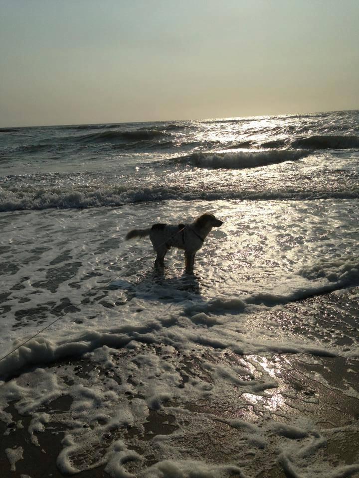 Blanding af racer Beli (solgt) billede 22