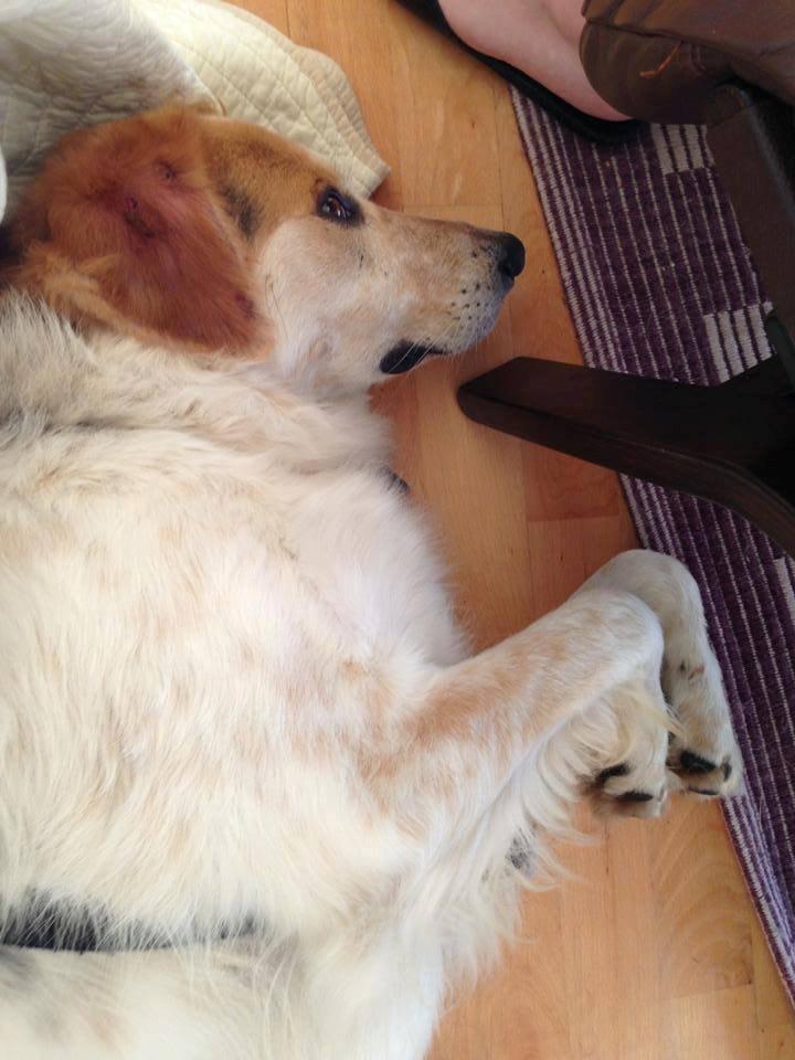 Blanding af racer Beli (solgt) - Søde vuffi slapper af :) billede 23