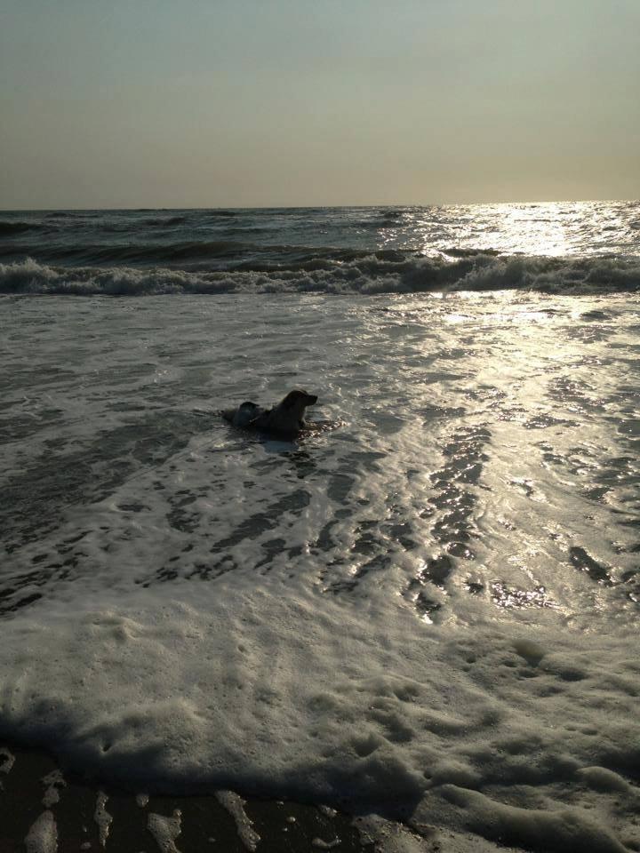 Blanding af racer Beli (solgt) - Vores skønne vandhund :) billede 24