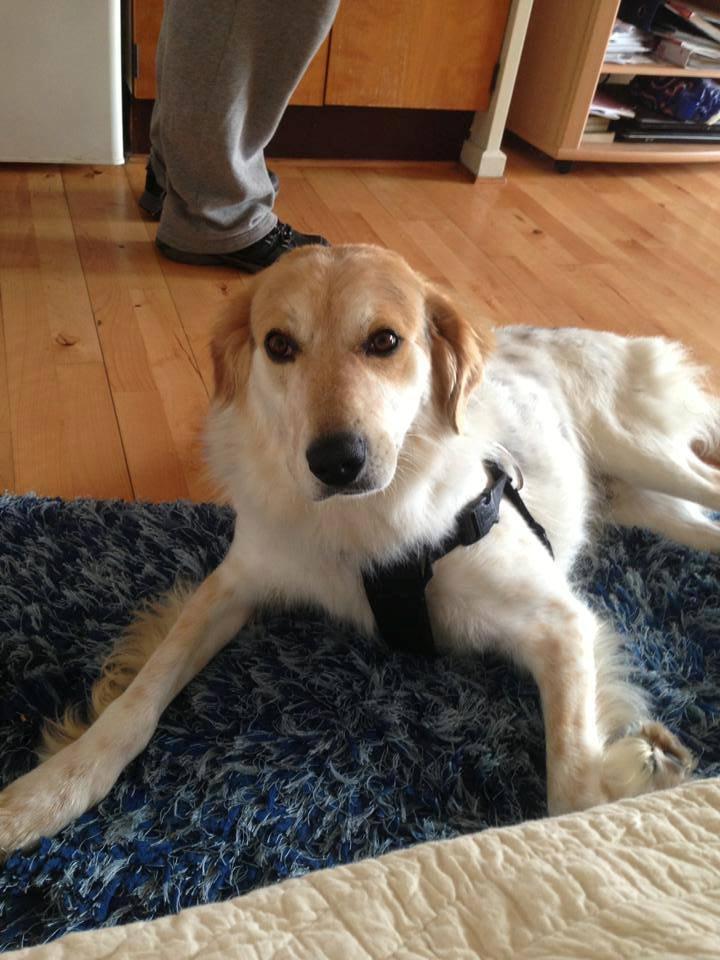 Blanding af racer Beli (solgt) billede 25