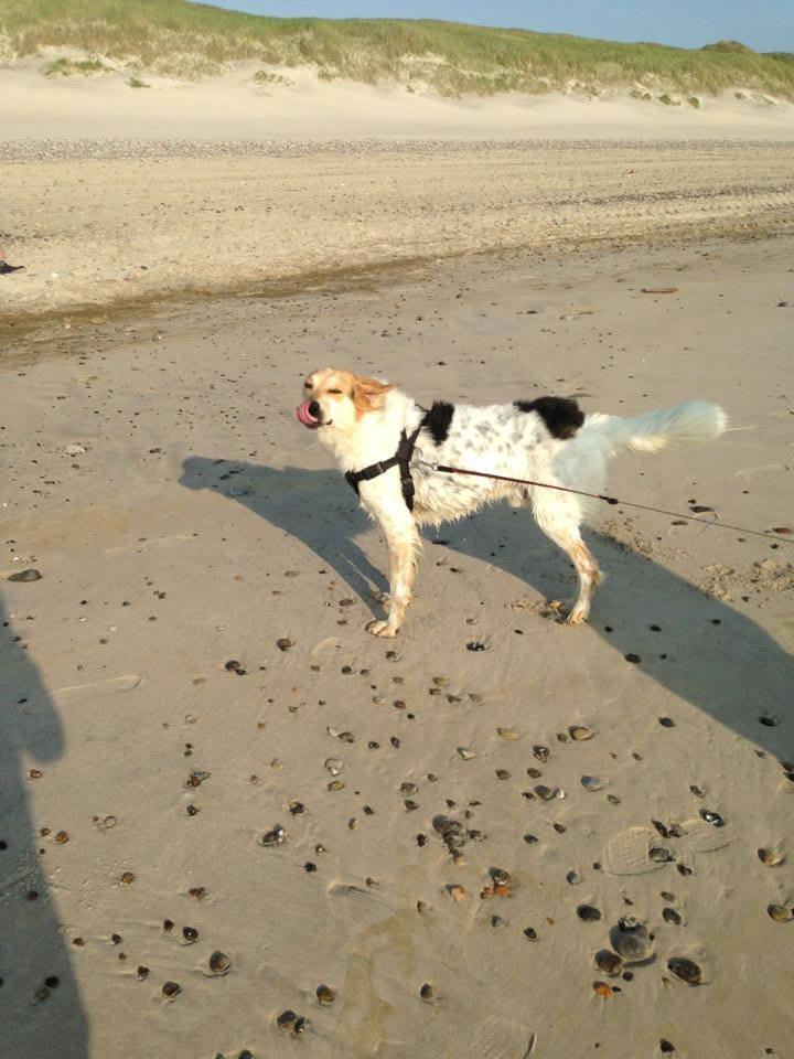 Blanding af racer Beli (solgt) - Nyder strandturen :) billede 26