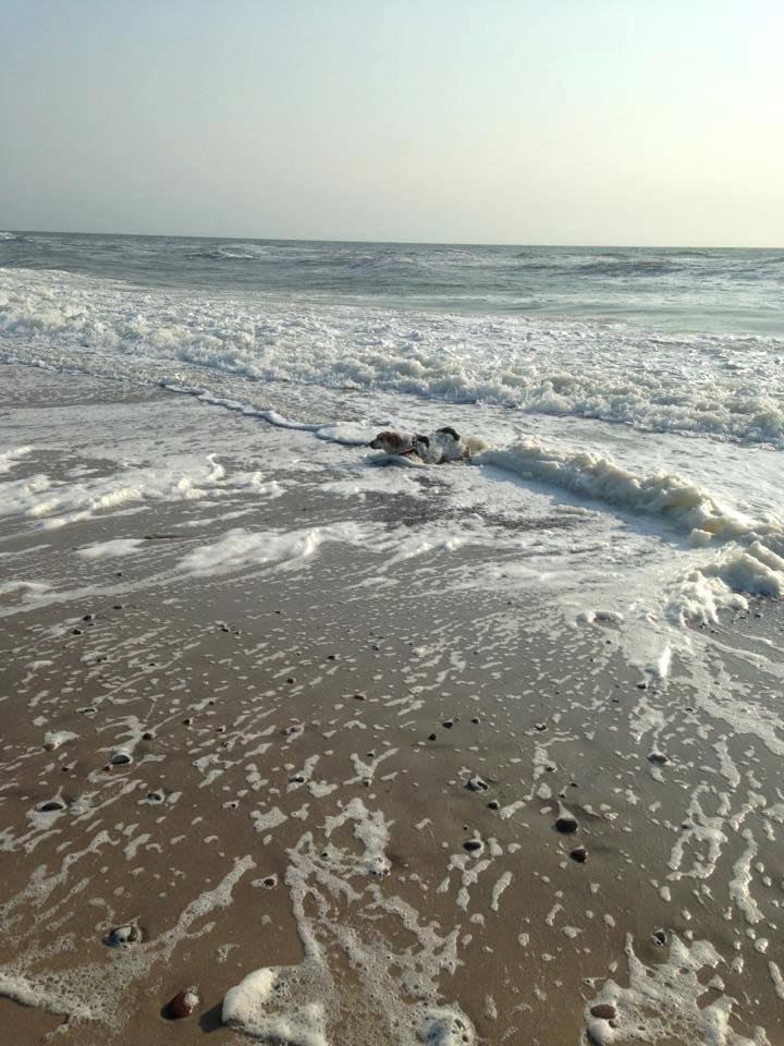 Blanding af racer Beli (solgt) billede 27