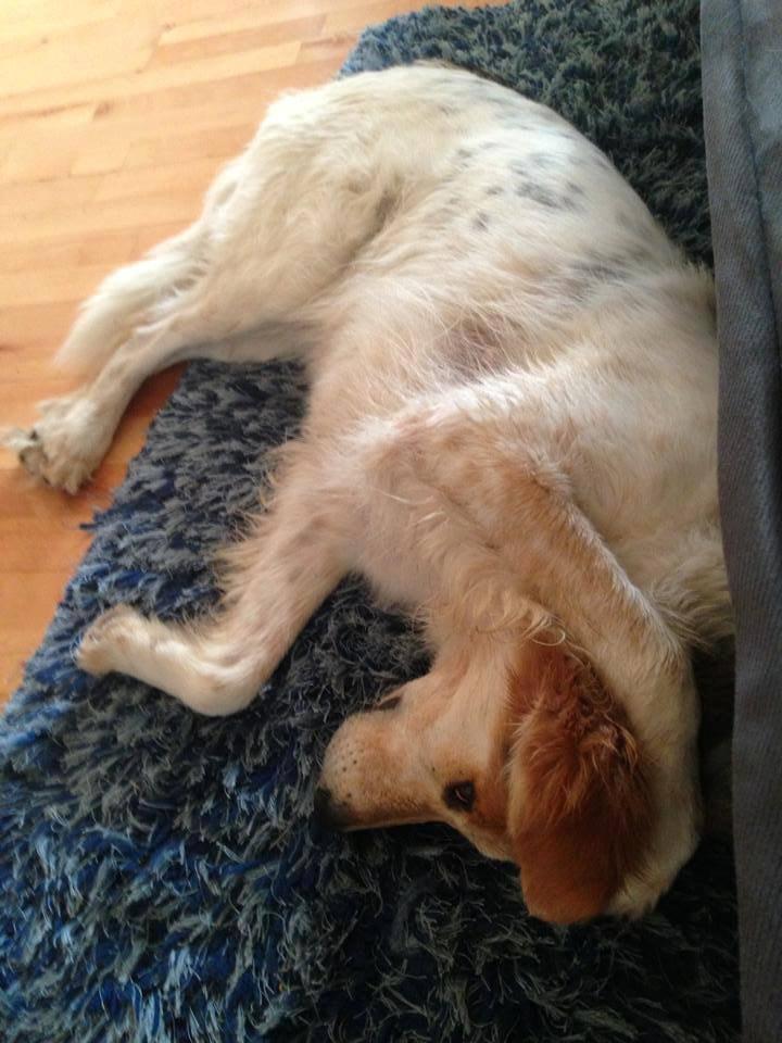 Blanding af racer Beli (solgt) - Skøre hund :) billede 28