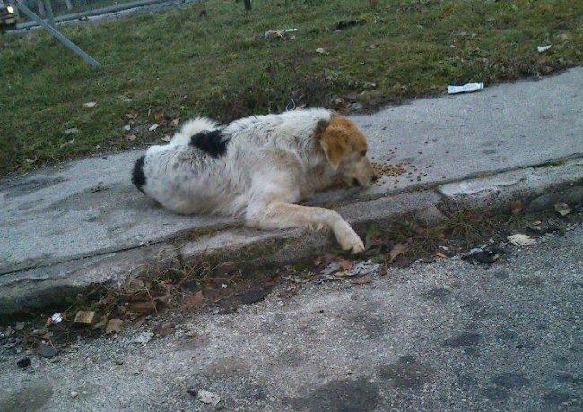 Blanding af racer Beli (solgt) - På gaden i Bosnien :( billede 29