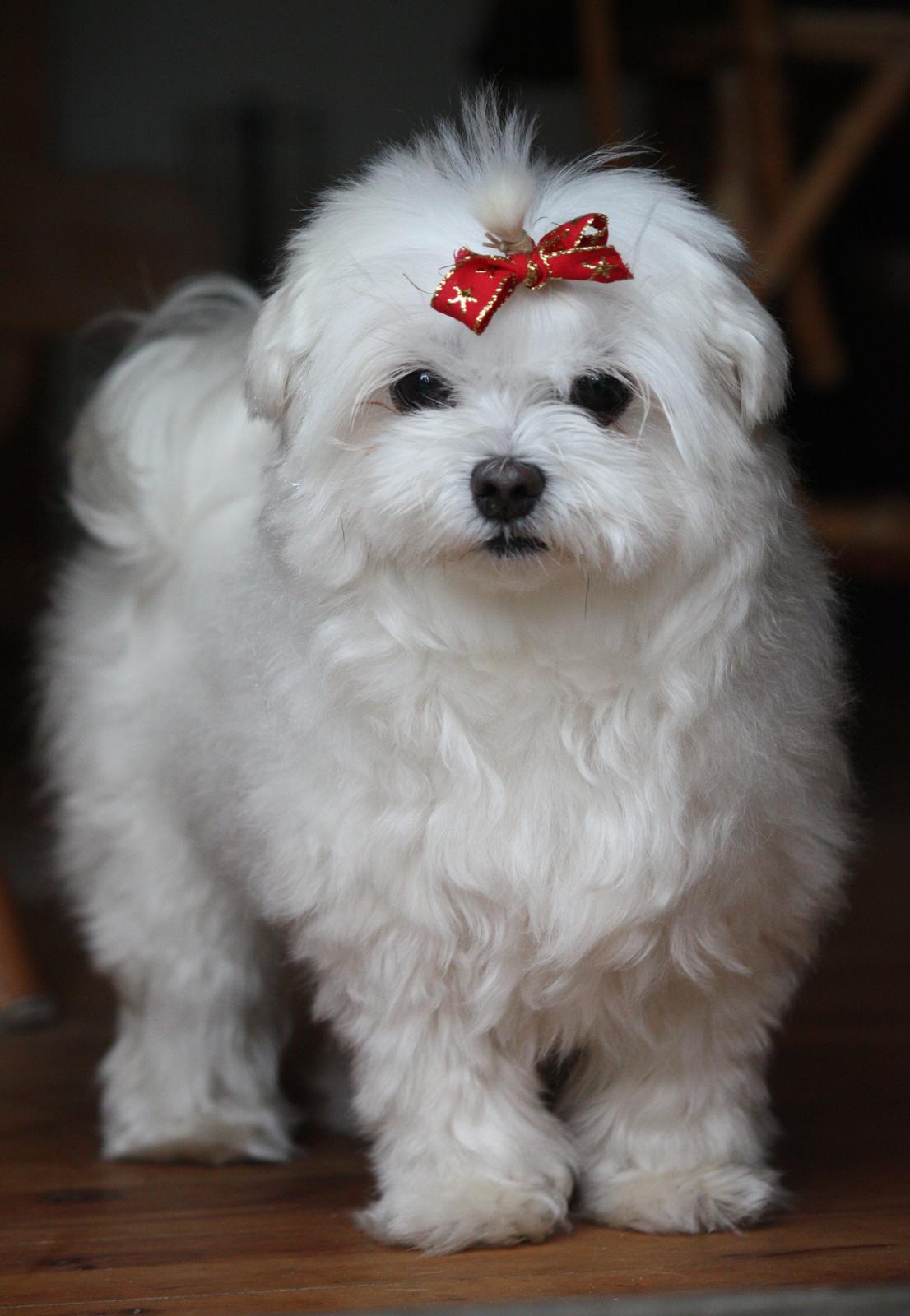 Malteser Cleo (15,5 år) billede 17