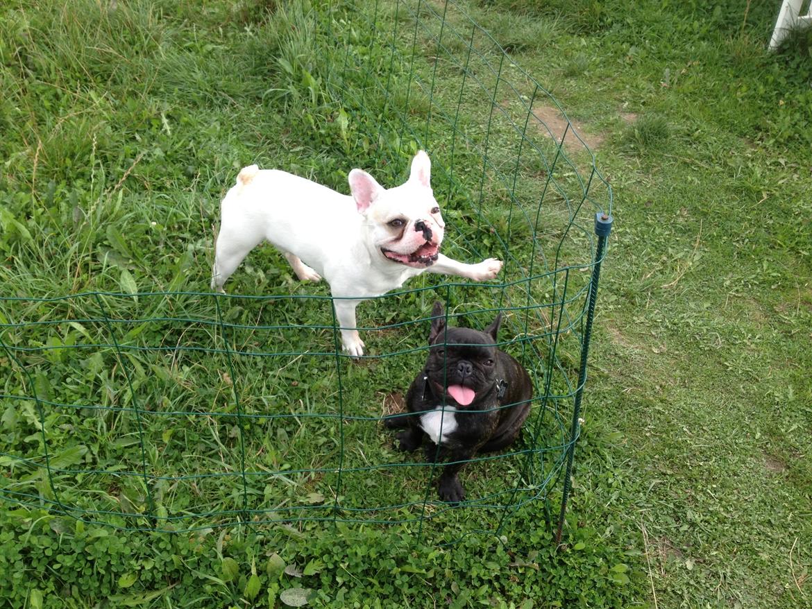 Fransk bulldog Møffe (Bjarne). - Er lige på besøg ved Petit en ny ven, er vi ikke bare cool.  billede 16