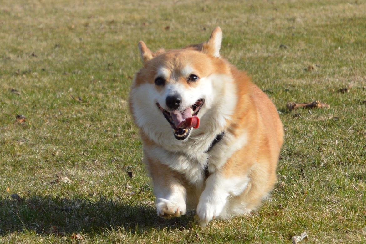 Welsh corgi pembroke Yang-hua *Nadia* Na-bob - en glad hund på tur nede ved kirken, du er så sød <3 billede 2