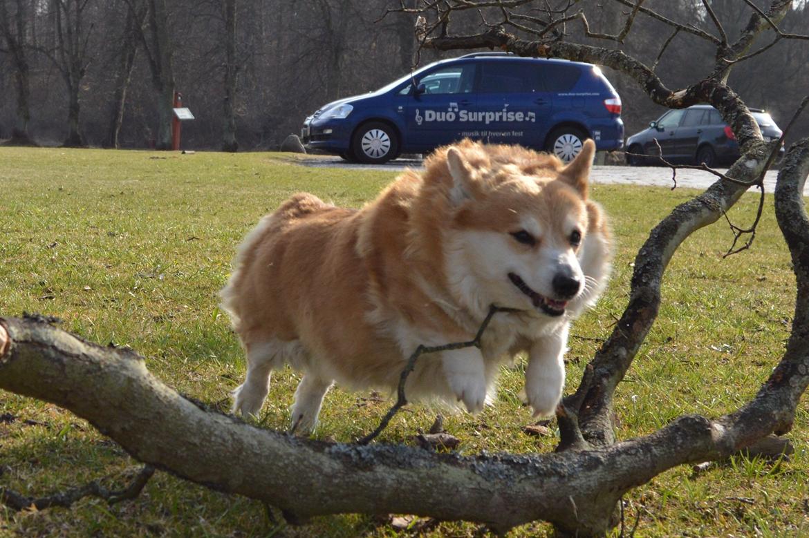 Welsh corgi pembroke Yang-hua *Nadia* Na-bob - hop hop <3 billede 3