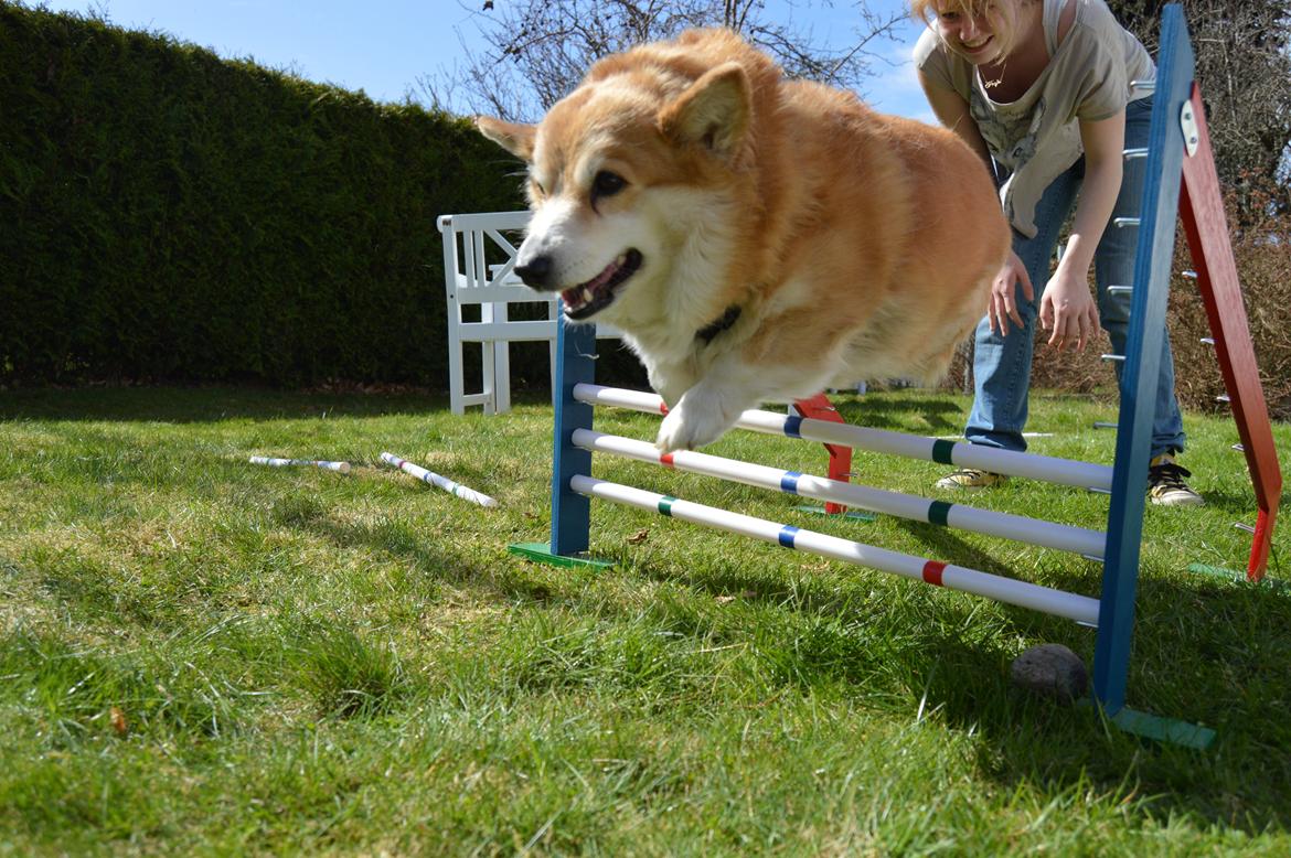 Welsh corgi pembroke Yang-hua *Nadia* Na-bob - kig ikke på mit ansigt xD nok er det ikke så højt, men jeg er stolt af hende <3 billede 4