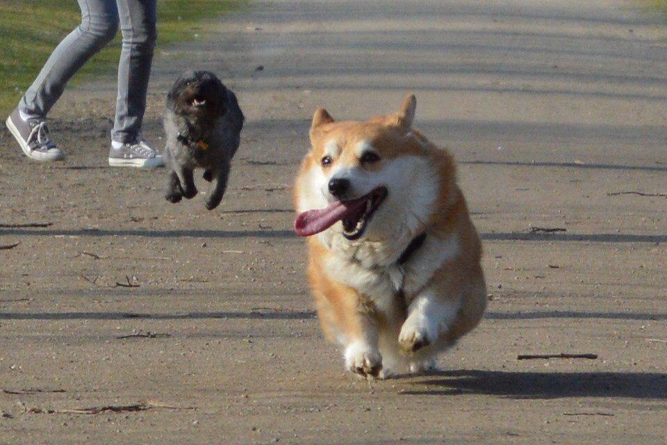 Welsh corgi pembroke Yang-hua *Nadia* Na-bob - Tak fordi i kiggede med :D på billedet ses Nadia og i bagrunden er hendes ''adoptiv datter'' Mille min venindes hund <3 billede 10