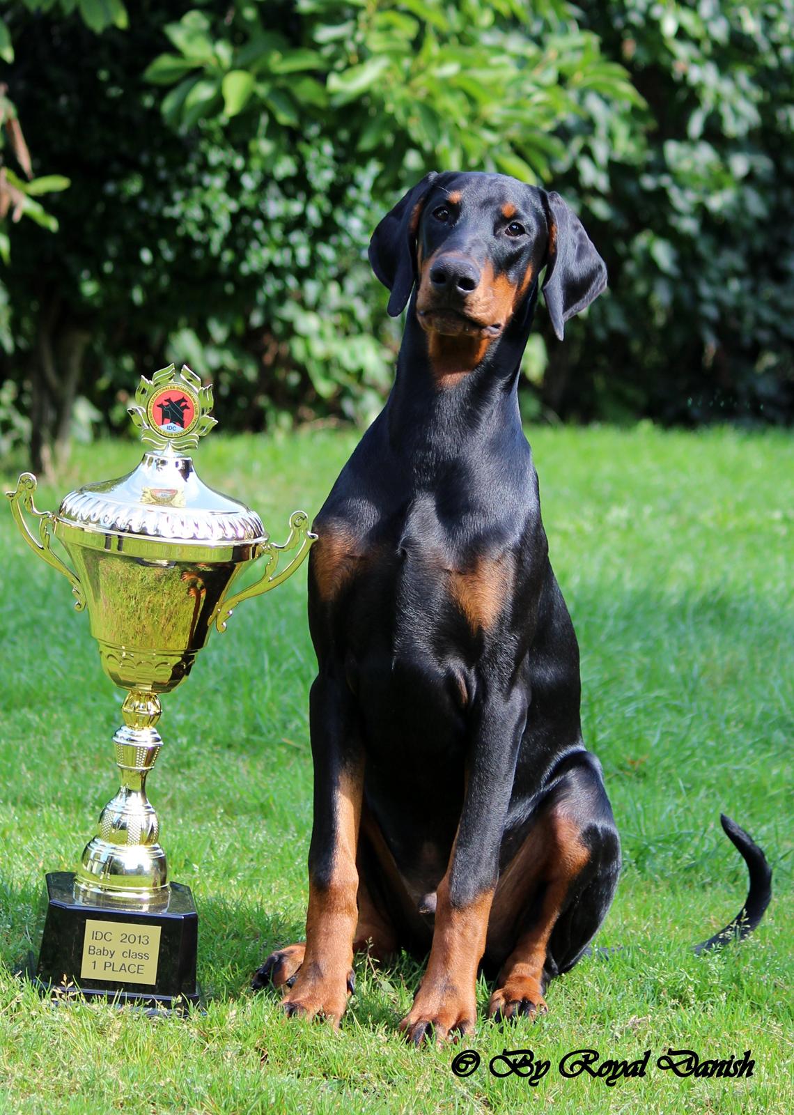 Dobermann Destiny´s Phoenix In The Spotlight aka Bentley - 5 måneder IDC BABY SIEGER  billede 11