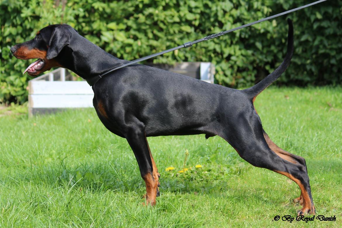 Dobermann Destiny´s Phoenix In The Spotlight aka Bentley billede 13
