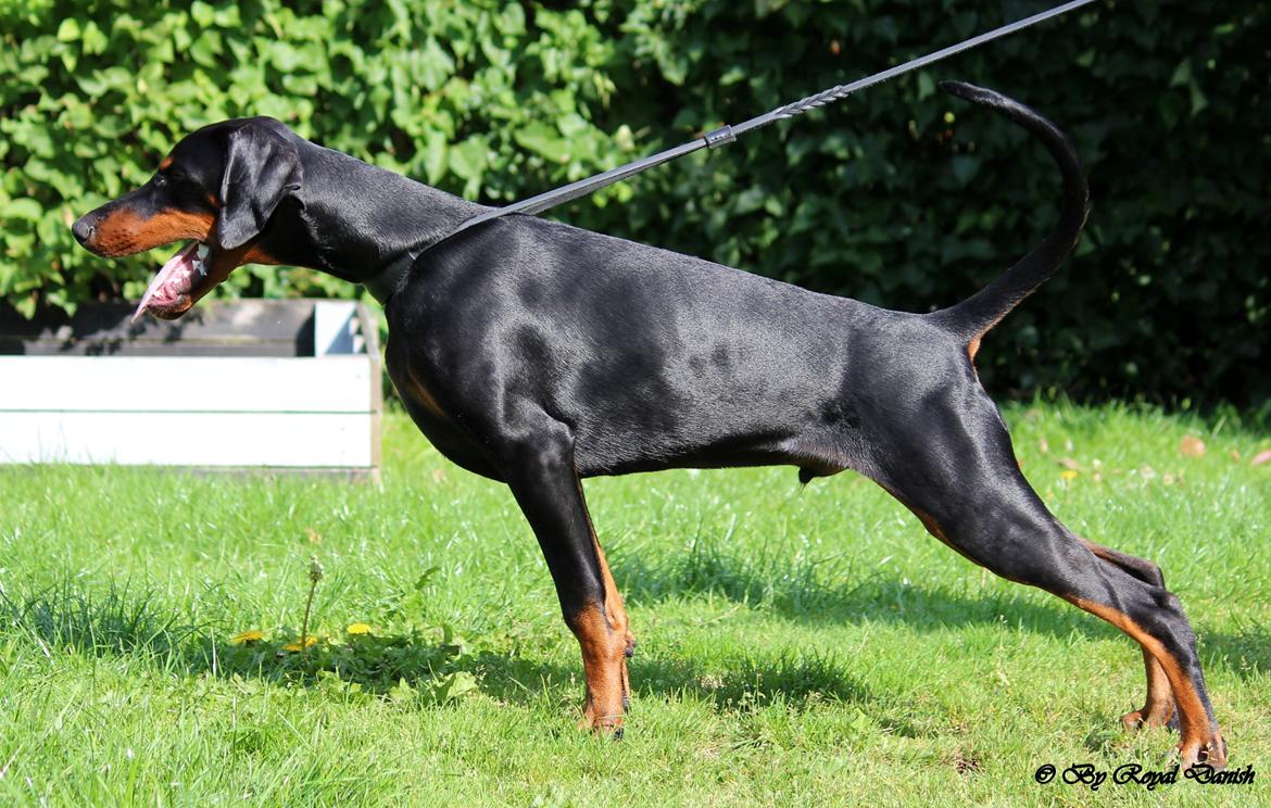 Dobermann Destiny´s Phoenix In The Spotlight aka Bentley billede 19